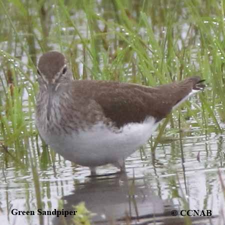 Green Sandpiper