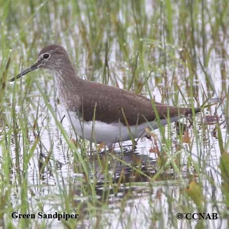 Green Sandpiper