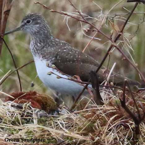 Green Sandpiper