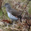 Green Sandpiper range map