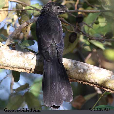 Groove-billed Ani