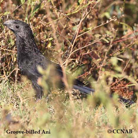 Groove-billed Ani