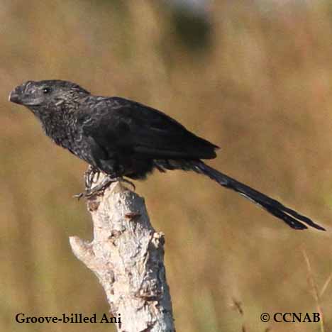 Groove-billed Ani