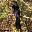 Groove-billed Ani range map