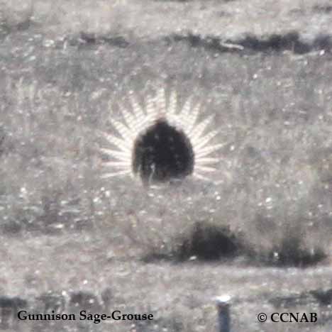 Gunnison Sage-Grouse