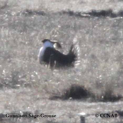 Gunnison Sage-Grouse