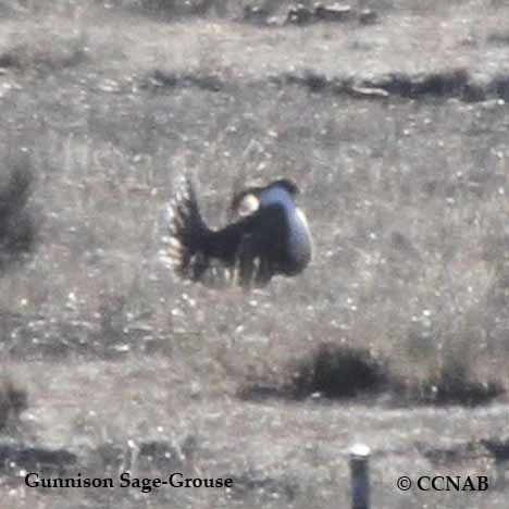 Gunnison Sage-Grouse