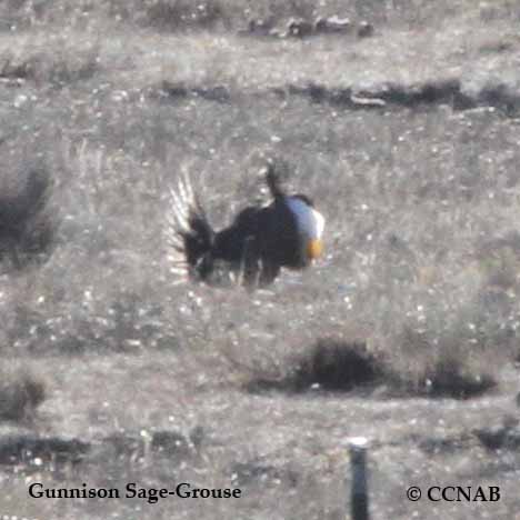 Gunnison Sage-Grouse