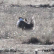 Gunnison Sage-Grouse range map