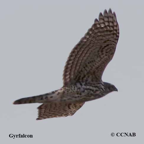 Gyrfalcon