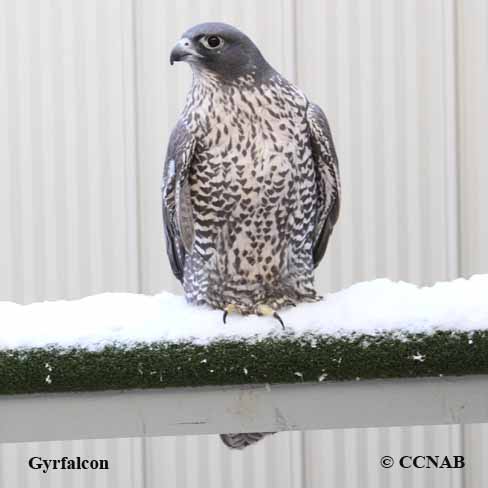 Gyrfalcon