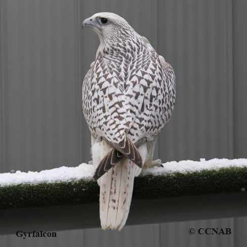 Gyrfalcon