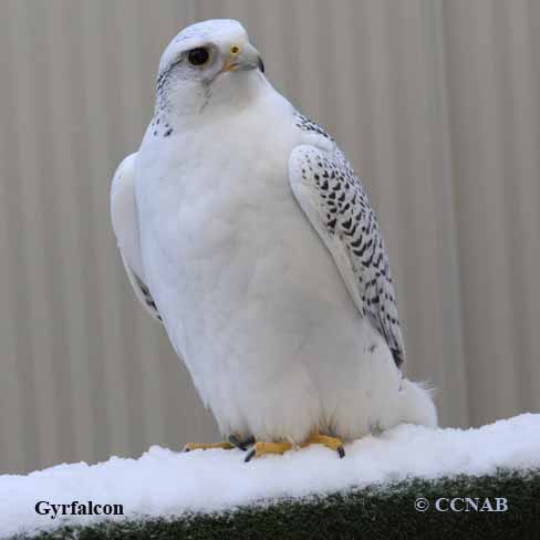 Gyrfalcon