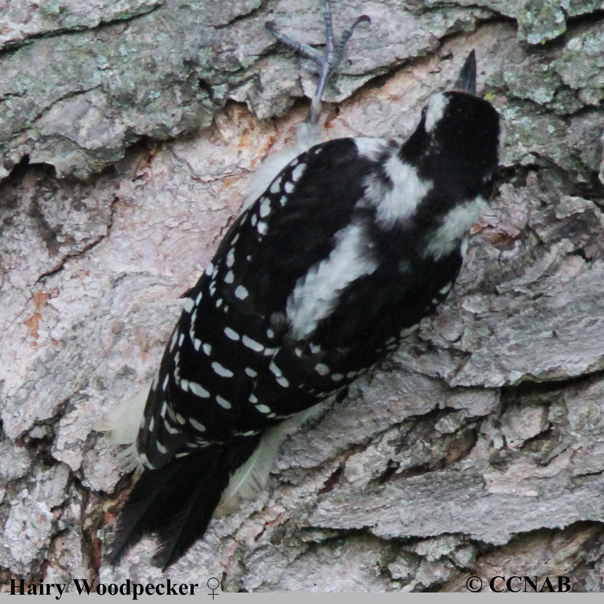 Hairy Woodpecker