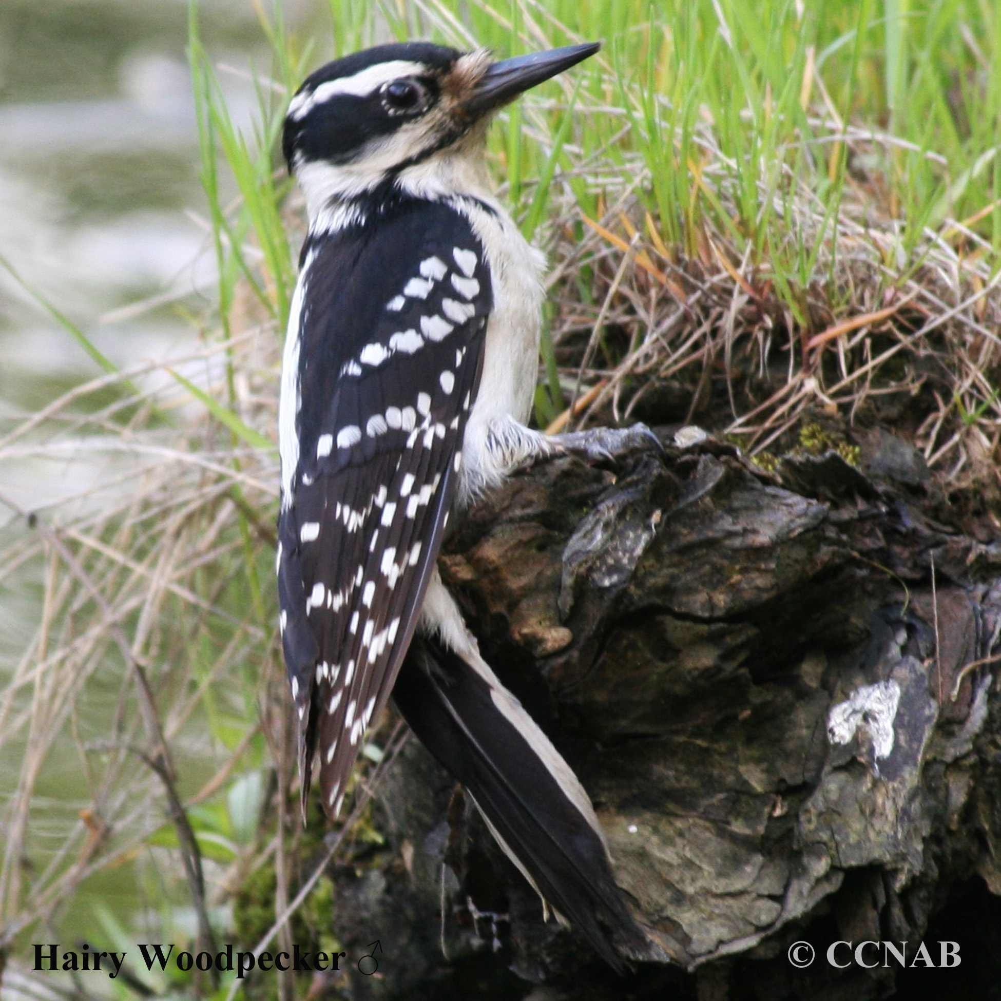 Hairy Woodpecker