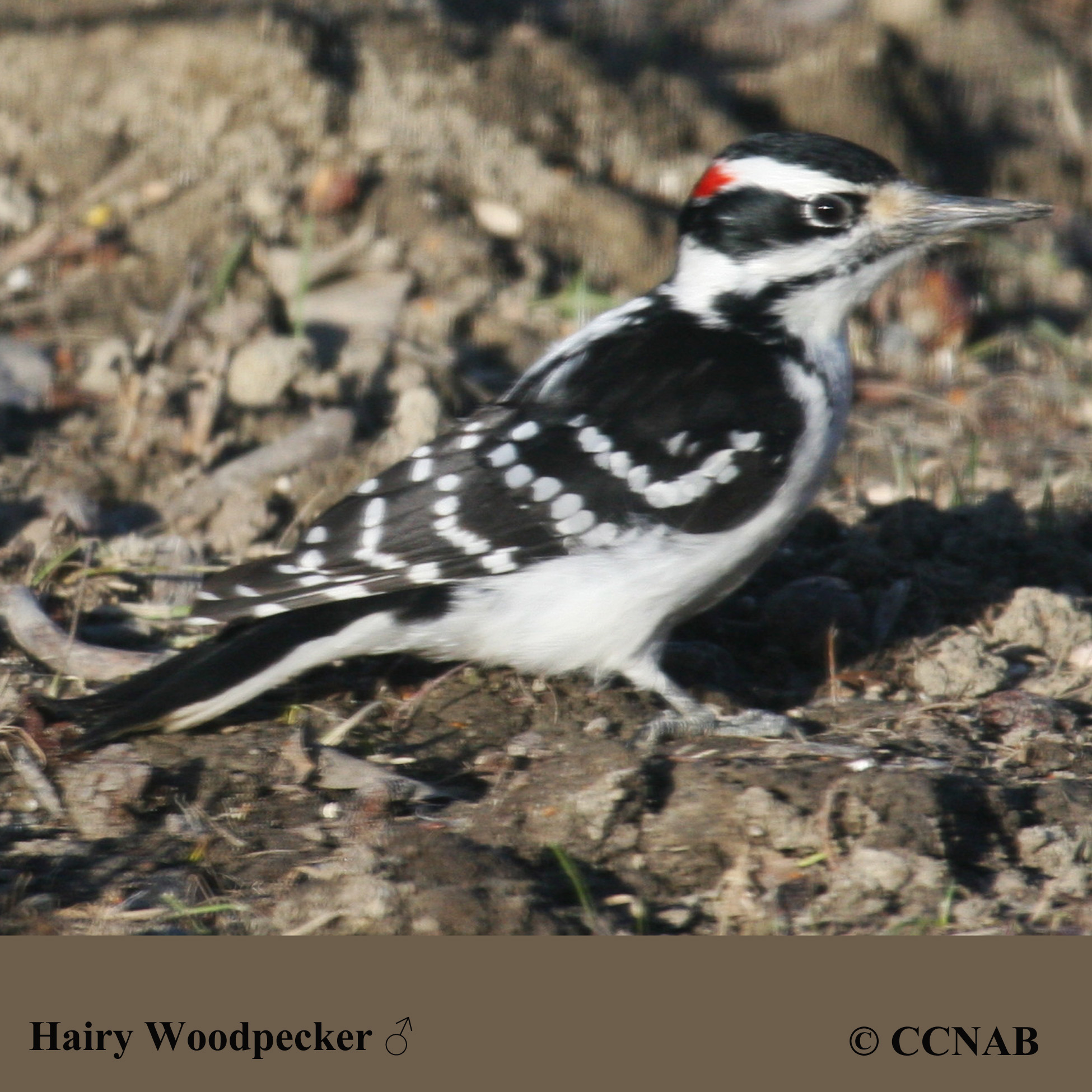 Hairy Woodpecker