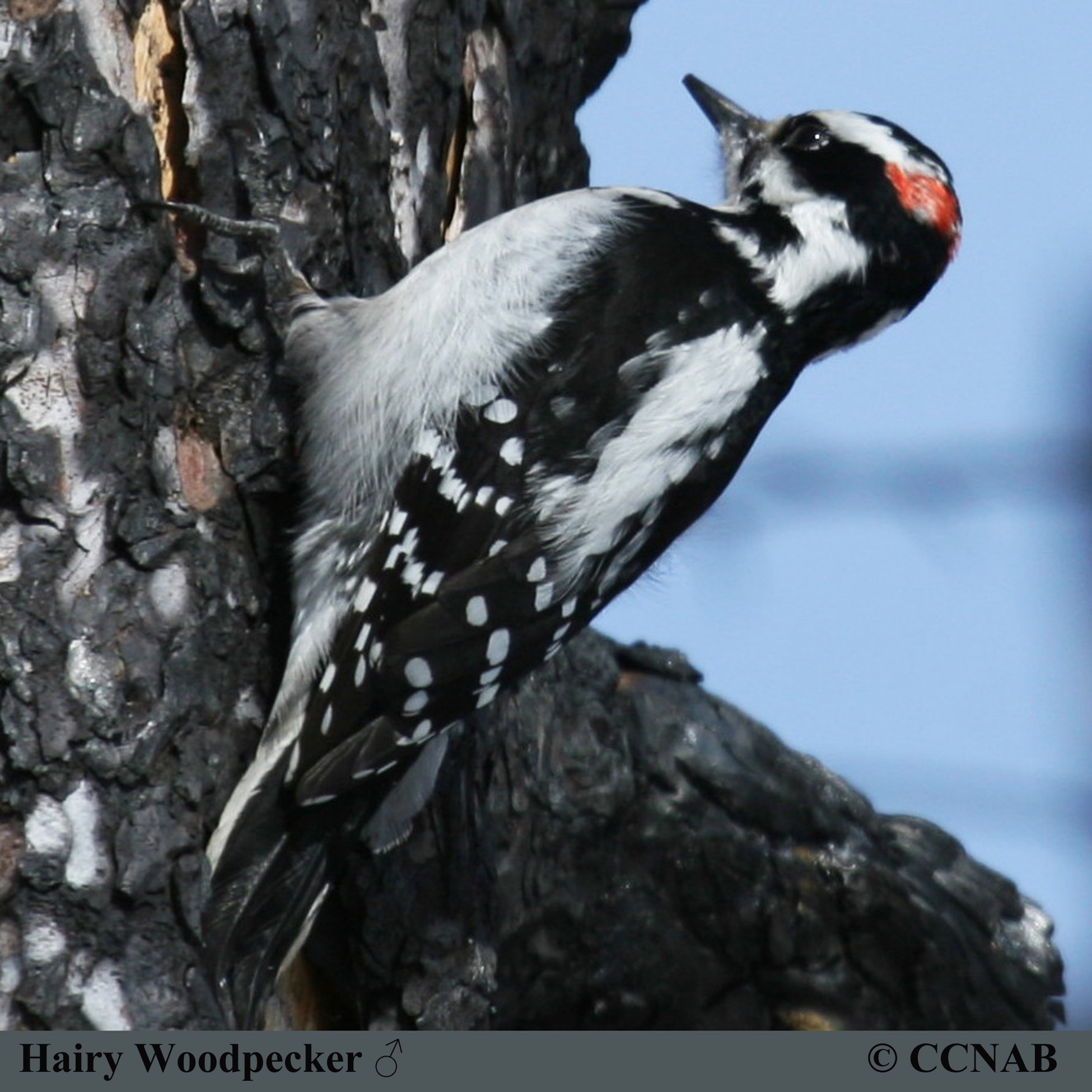 Hairy Woodpecker