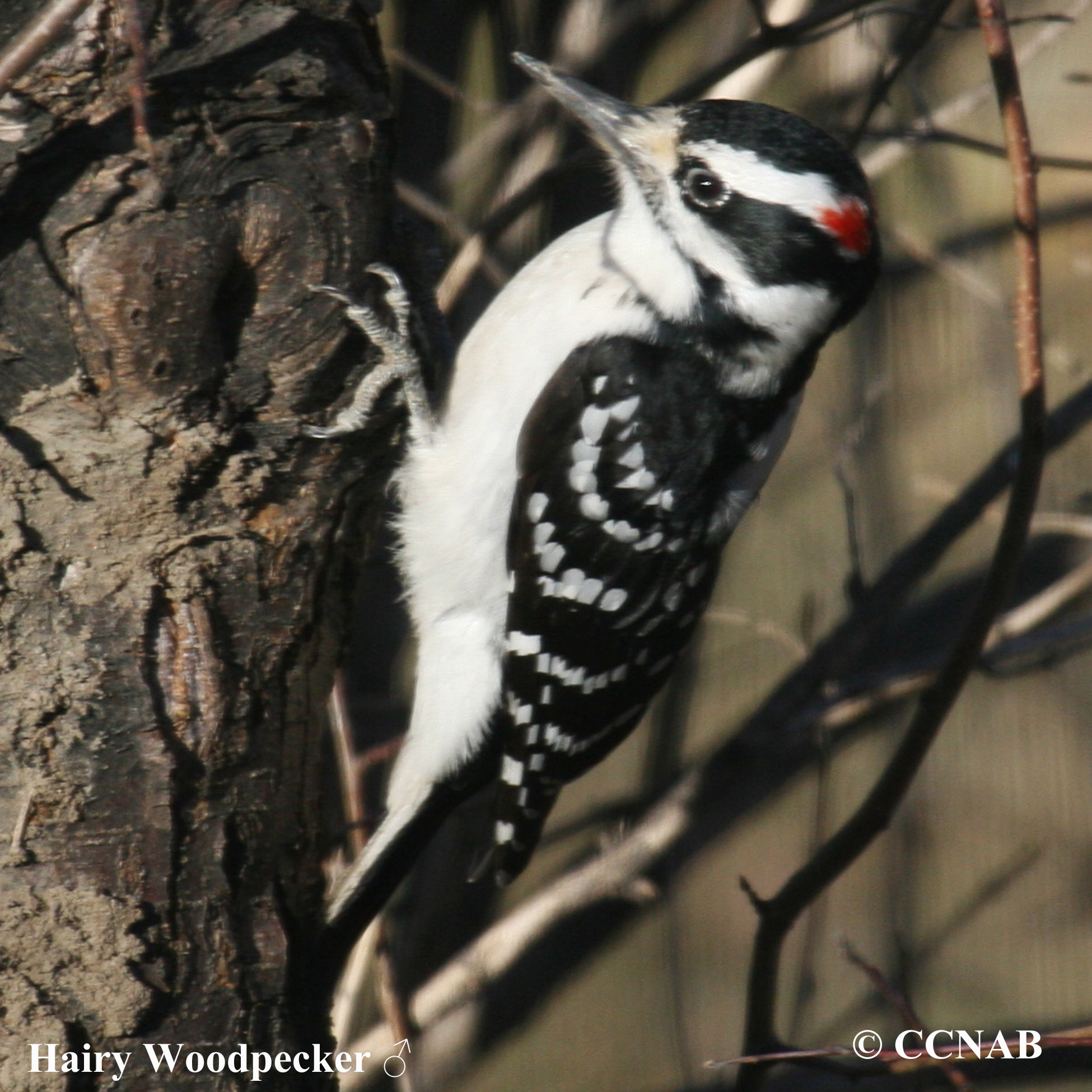 Hairy Woodpecker