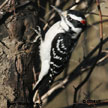 Hairy Woodpecker range map