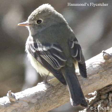 Hammond's Flycatcher