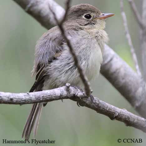 Hammond's Flycatcher