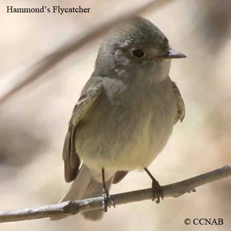 Hammond's Flycatcher