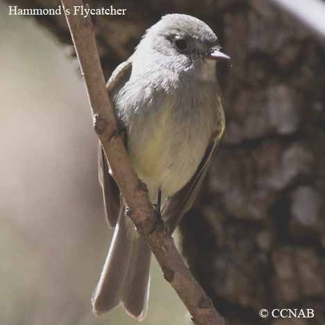 Hammond's Flycatcher