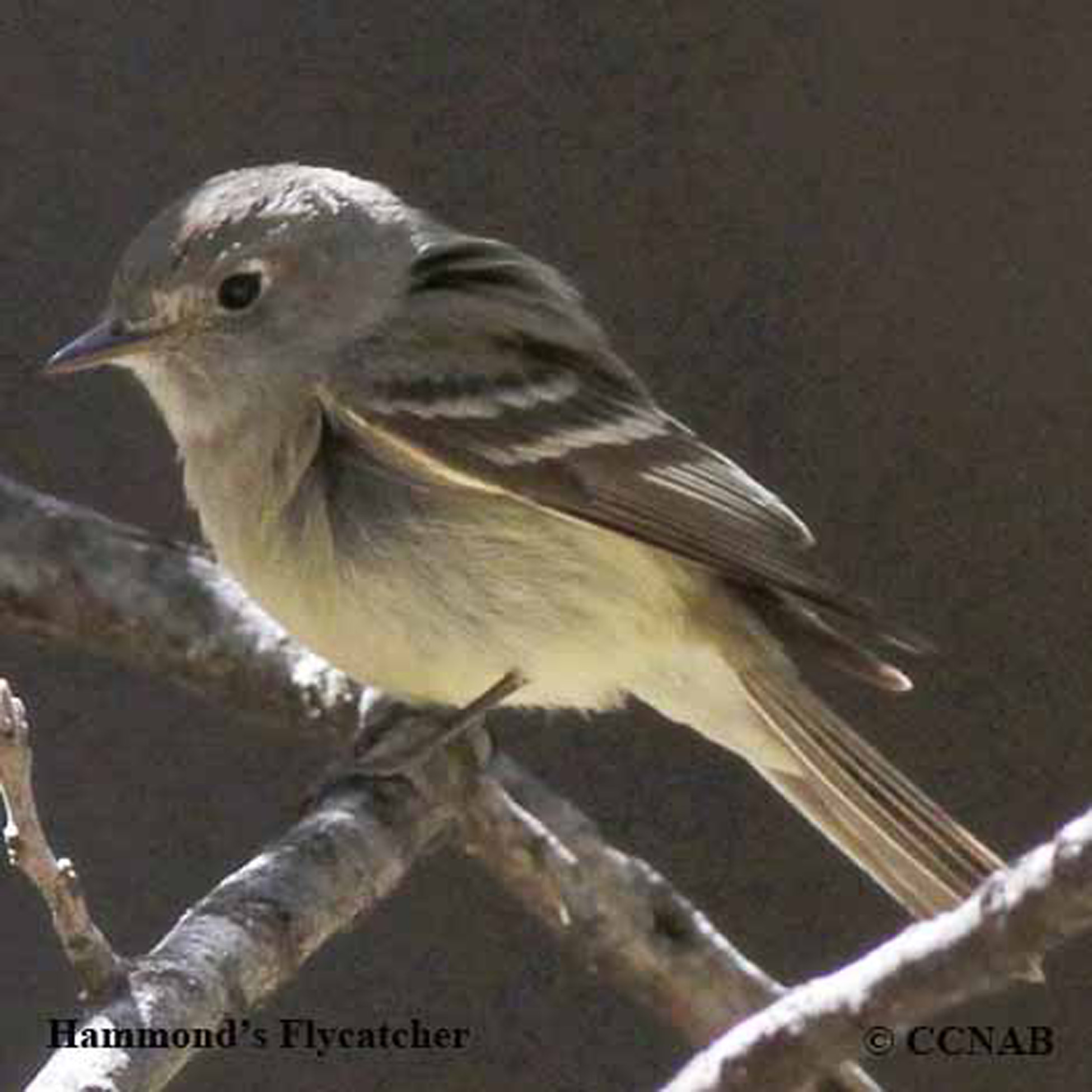 Birds of North America