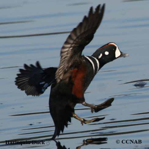 Harlequin Duck