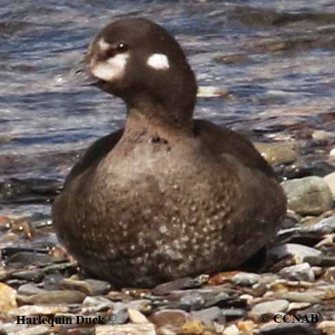 Harlequin Duck