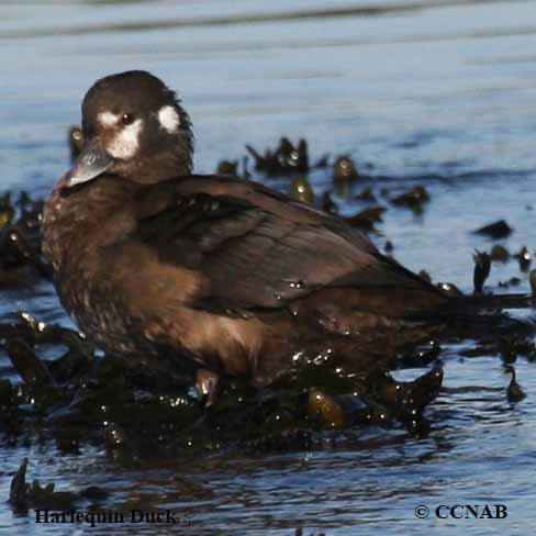 Harlequin Duck