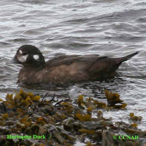 Harlequin Duck