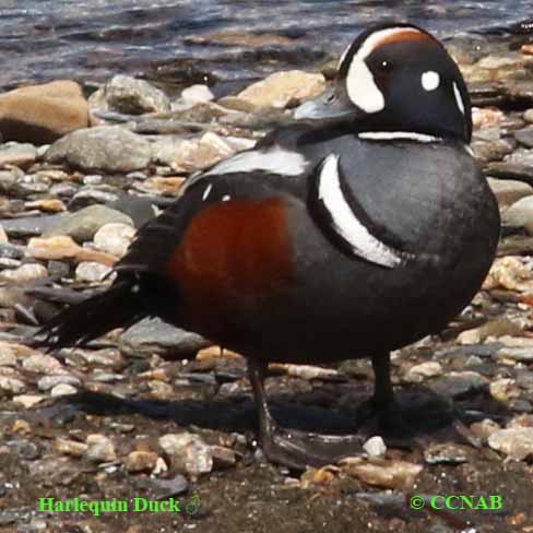 Harlequin Duck