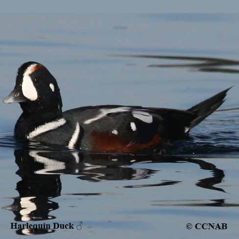 Harlequin Duck