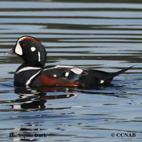 Birds of North America