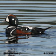 Harlequin Duck range map