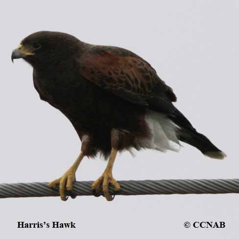 Birds of North America
