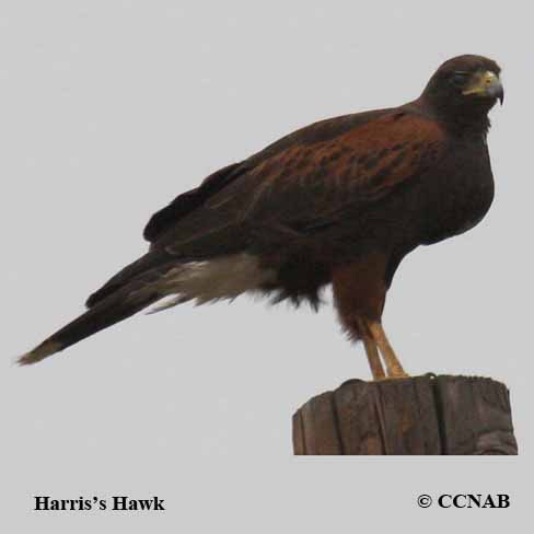 Harris's Hawk