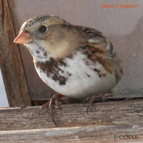 Harris's Sparrow