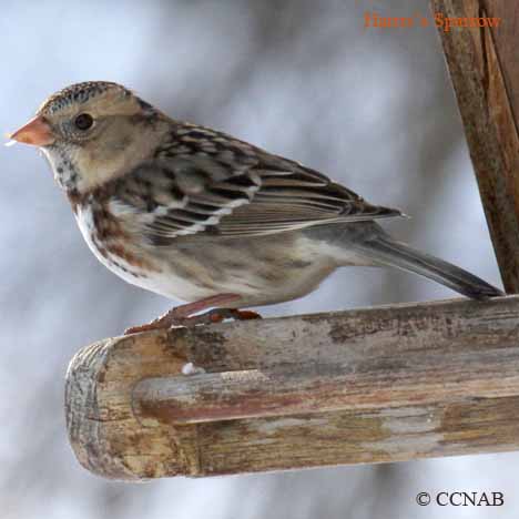 Harris's Sparrow