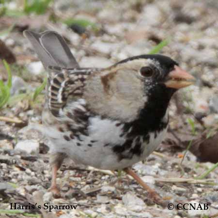 Harris's Sparrow