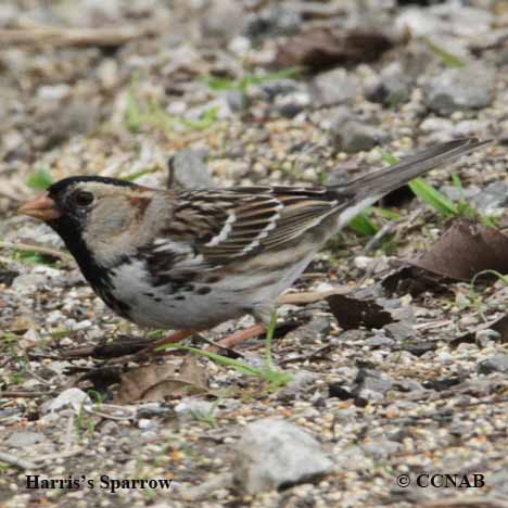 Birds of North America