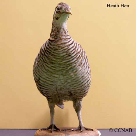 Heath Hen