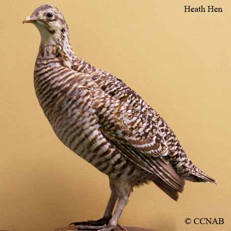 Heath Hen