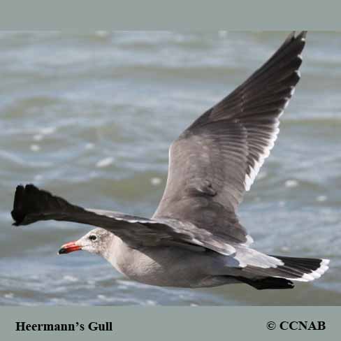 Heermann's Gull