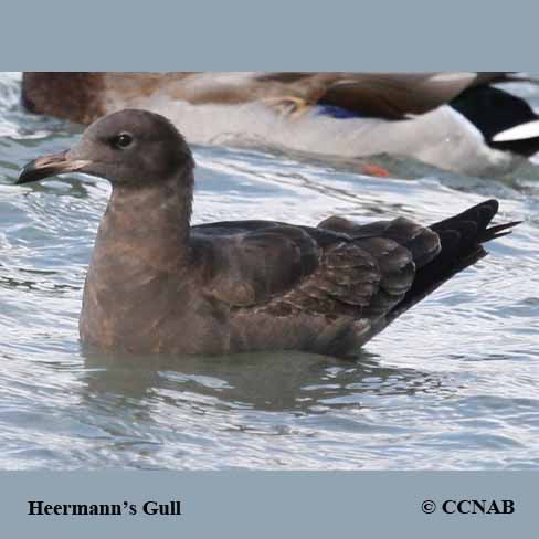 Heermann's Gull