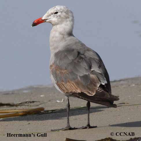 Heermann's Gull