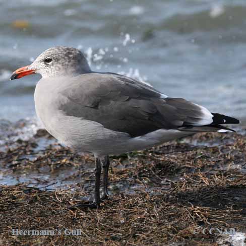 Heermann's Gull