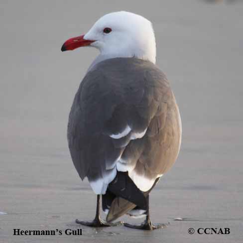 Heermann's Gull