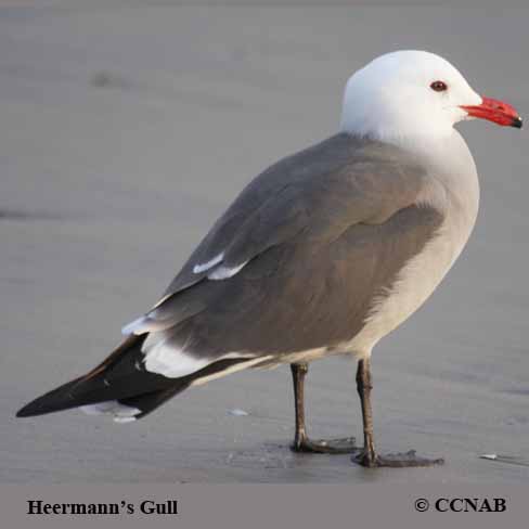 Heermann's Gull